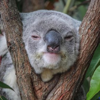 Koala rests its head between tree branches.