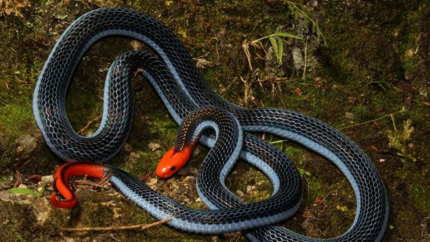 The super-powerful venom of the long-glanded blue coral snake could inspire new pain treatments for humans.