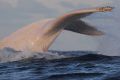 Migaloo whale watching off Botany in 2014.