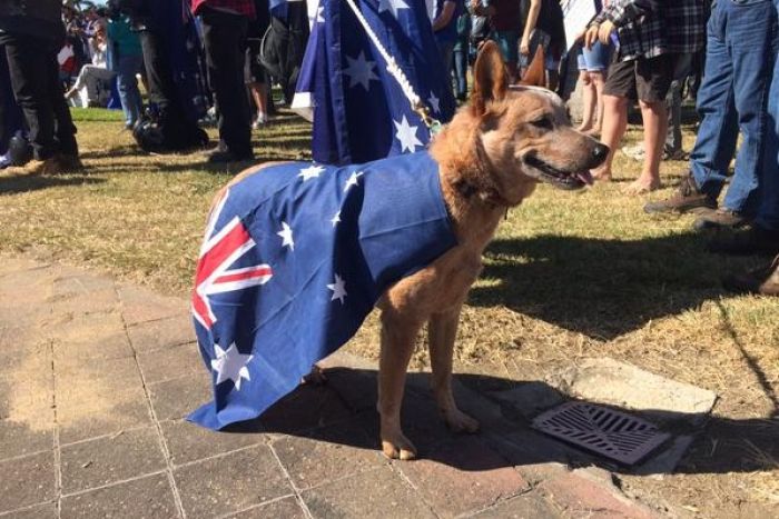 Dog at Reclaim Australia rally in Rockhampton