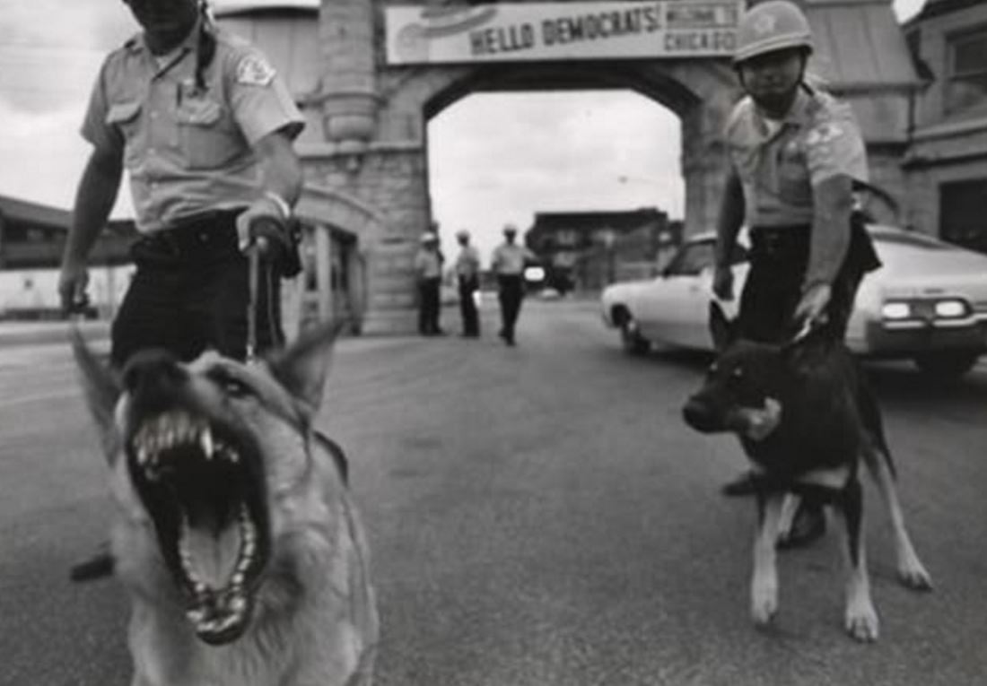 Police dogs at the 1968 Democratic National Convention in Chicago, IL. Casa del libro