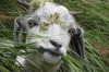 Came across a herd of goats while hiking from McLeod Ganj to Triund in Himachal Pradesh, October 2015. This goat looked ...