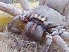 The Queensland spider scaring the world