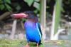 A Bali Kingfisher patiently sources his supper on the edge of a goldfish pond. This was taken in a villa outside of ...