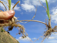 Roots of native pastures