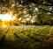 A late afternoon walk in Arlington Cemetery, where more than 300,000 people are buried.