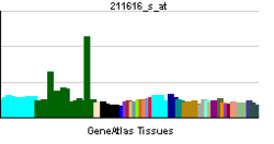 PBB GE HTR2A 211616 s at tn.png