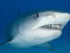 ‘Shark selfie’ hunters target tiger sharks