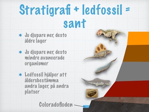 Bevis för evolution