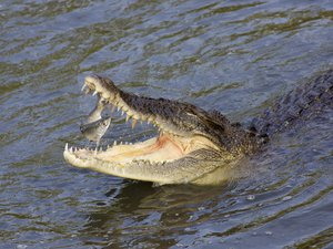 Saltwater crocodile in Sungei Buloh Wetland Reserve. Giving a great show from the bridge at the entrance