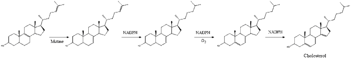 Cholesterol Synthesis 12.gif