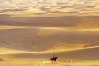 While enjoying an early morning balloon ride over the Dubai Desert we were amazed to see a lone horseman riding out ...