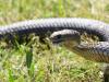 Brown snakes ‘infesting’ Queensland beach