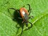 New Lyme testing on the horizon