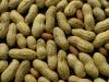 Allergic kids could soon eat nuts