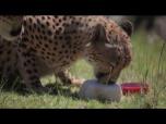 Cheetahs cool down in Sydney with blood and Milk Iceblocks