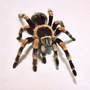 Brachypelma Smithii.jpg