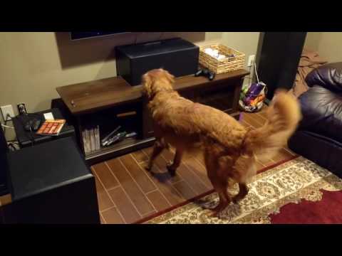 Dog watching game 7 of the World Series. Cubs nearly blew the game, thankfully they won!