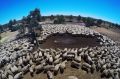 At Wirryilka Station, the Hilder family hope to average $1500 to $1600 a bale of wool. 