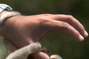 A vet holds a pygmy anteater, also known as a silky anteater, at the Huachipa Zoo,  of Lima, Peru.