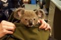 Police have found a baby koala in a woman's bag after stopping her at Wishart on November 6.