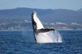 More than 70 whales were spotted off the coast of Eden in one day.