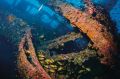 Yongala wreck, off Townsville, where the diver went missing.