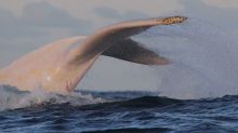 Migaloo whale watching off Botany in 2014.