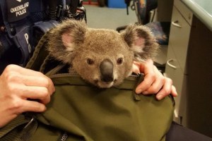 Koala in bag (Supplied: Queensland Police Service)