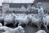 Scott Miller with sheep and three men over a fence