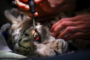 As part of the preparations for getting the site ready for demolition and construction of Leopard Ridge, the cats are ...