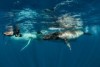 Two divers holding cameras swim about humpback whales.