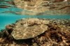 Underwater image of coral that has turned brown.