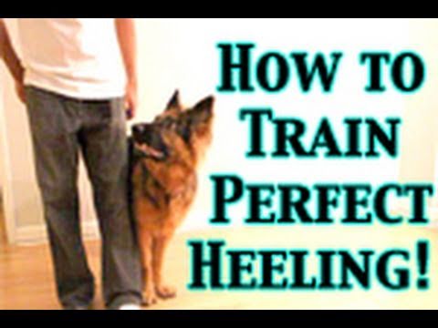 How To Train Any Dog To Heel PERFECTLY!