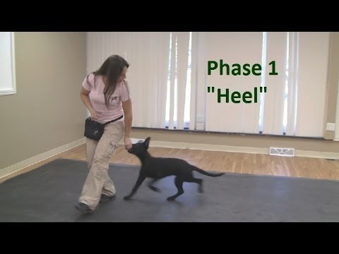 How to Train a Dog to "Heel" (K9-1.com)