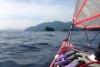 A lone kayaker paddles on a blue ocean in front of a low, green land mass.