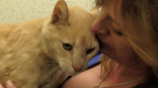 The curious case of Ozzie the Sydney cat, who turned up in Northern Ireland