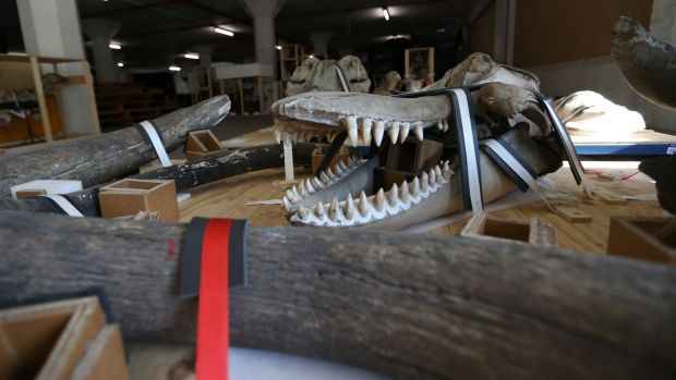 Whale bones and skeletons waiting to be moved to Castle Hill.