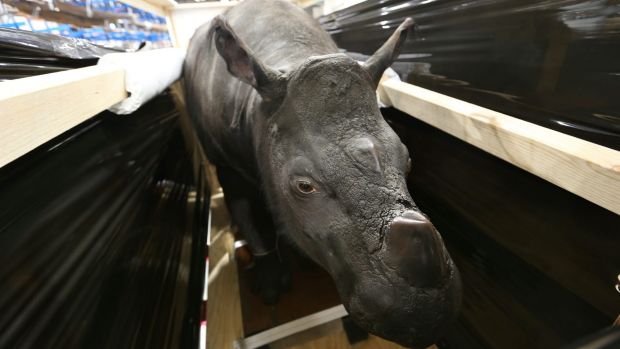 The Australian Museum's new offsite storage facility contains more than 200,000 specimens, including a Sumatran hairy ...