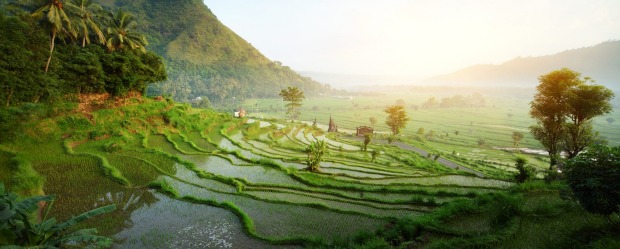 Bali, rice paddies