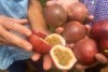 The new hybrid passionfruit varieties are a cross between Panama Red and the  purple Edulis type passionfruit typically grown in Southern markets.