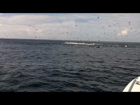 Super Tuna Frenzy - Hannibal Bank, Gulf of Chiriqui, Panama