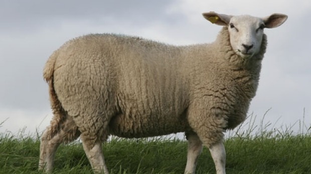 The natural fibres of sheep wool affect its quality.