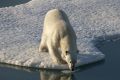 Record low sea ice in the Arctic has an impact on species such as polar bears which need it to survive.