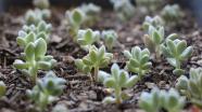 Grow a succulent garden