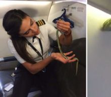 Snakes on a Plane! Passengers Watch As 3-Foot-Long Snake Slithers Into Cabin Mid-Flight