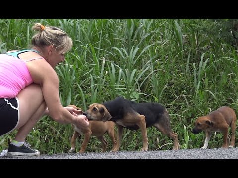 Hope For Paws: Rescuing dogs in the Costa Rican jungles!