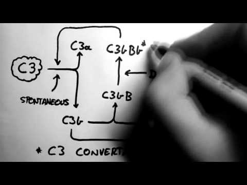 Complement 2 - Alternative Pathway