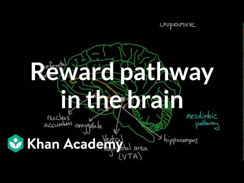 Reward pathway in the brain | Processing the Environment | MCAT | Khan Academy