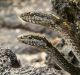 Galapagos snakes feature in surprising abundance during the series <i>Planet Earth 2</I>. 